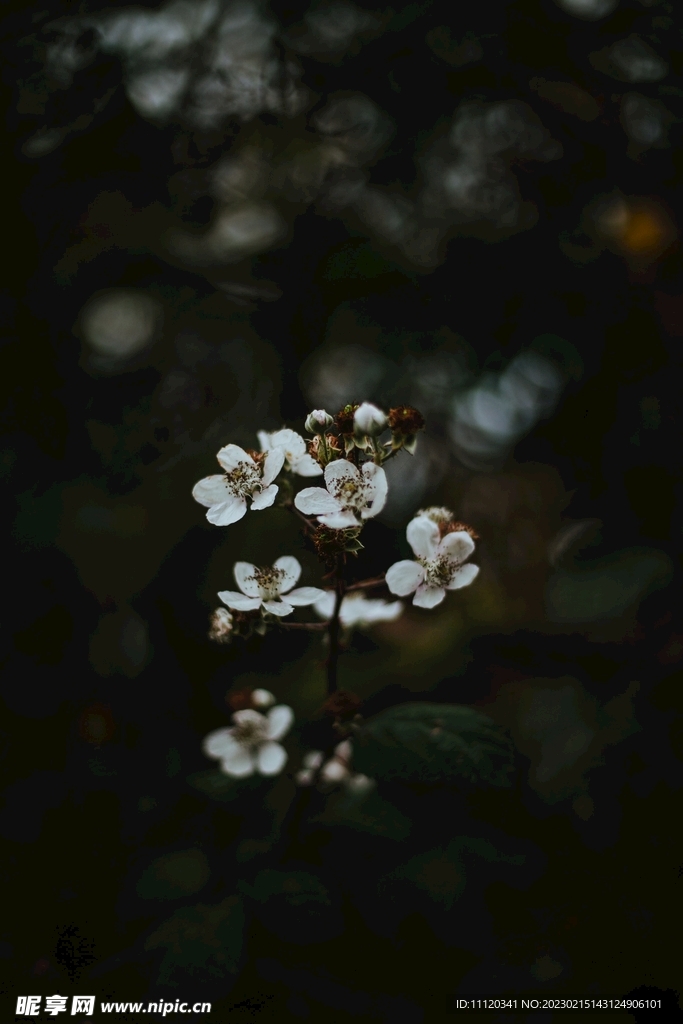 野外白花植物近景特写