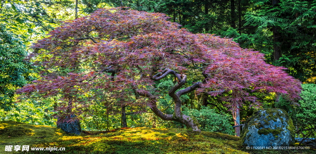 美国波特兰日本花园的一角