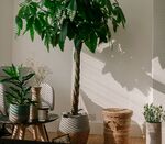 室内家具与绿植等陈设