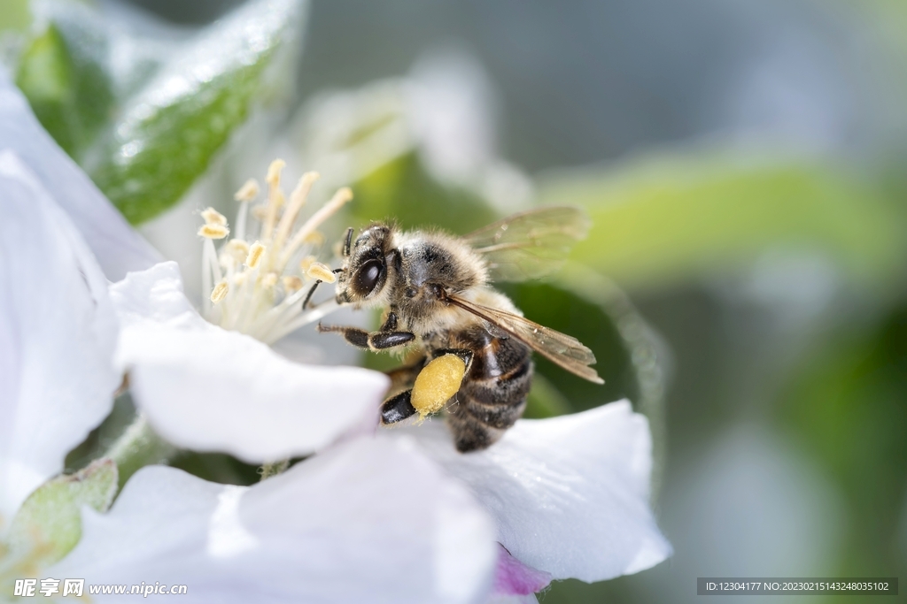 蜜蜂