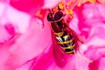 蜜蜂