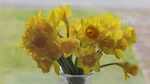 水仙花