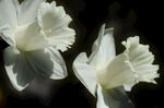水仙花