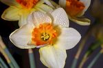 水仙花