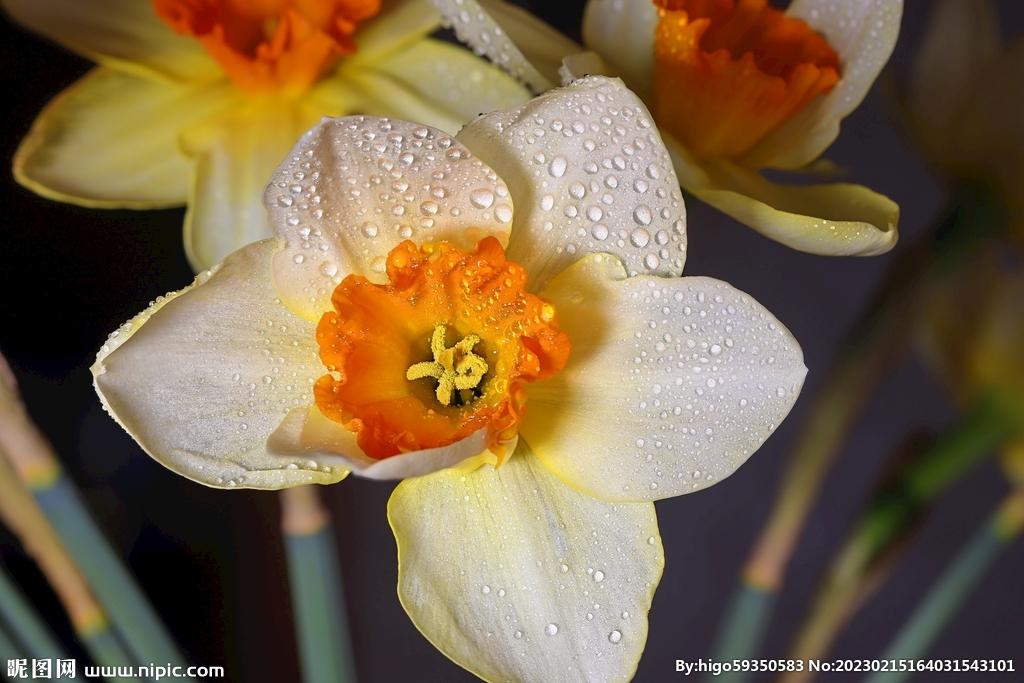 水仙花