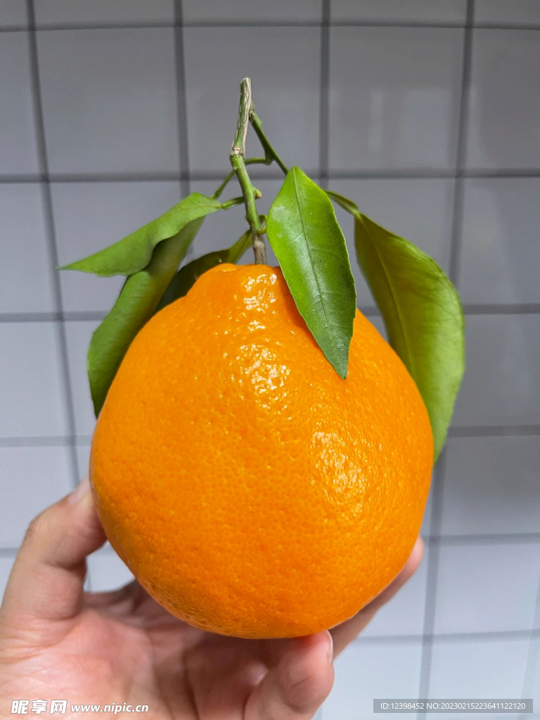 柑橘