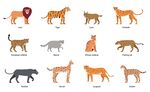  猫科 
