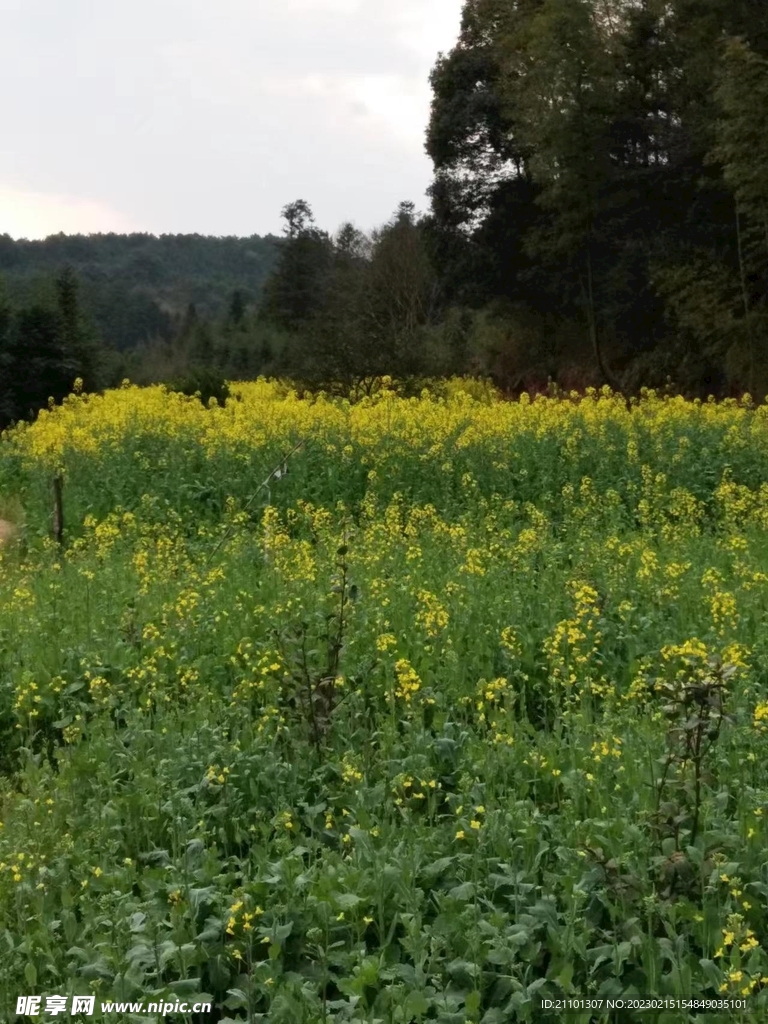油菜花 