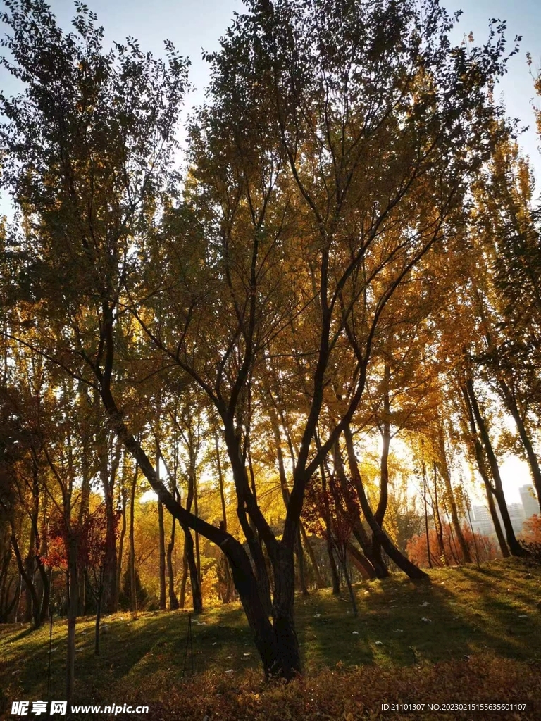 树林