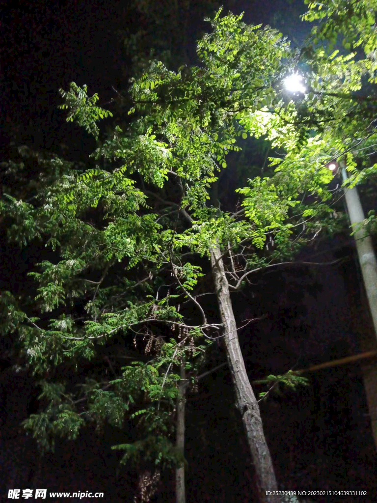 黑夜里的生机