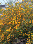花团锦簇