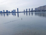 水中飞鸟河边建筑群