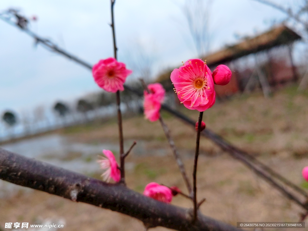 朱砂梅