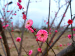 朱砂梅花