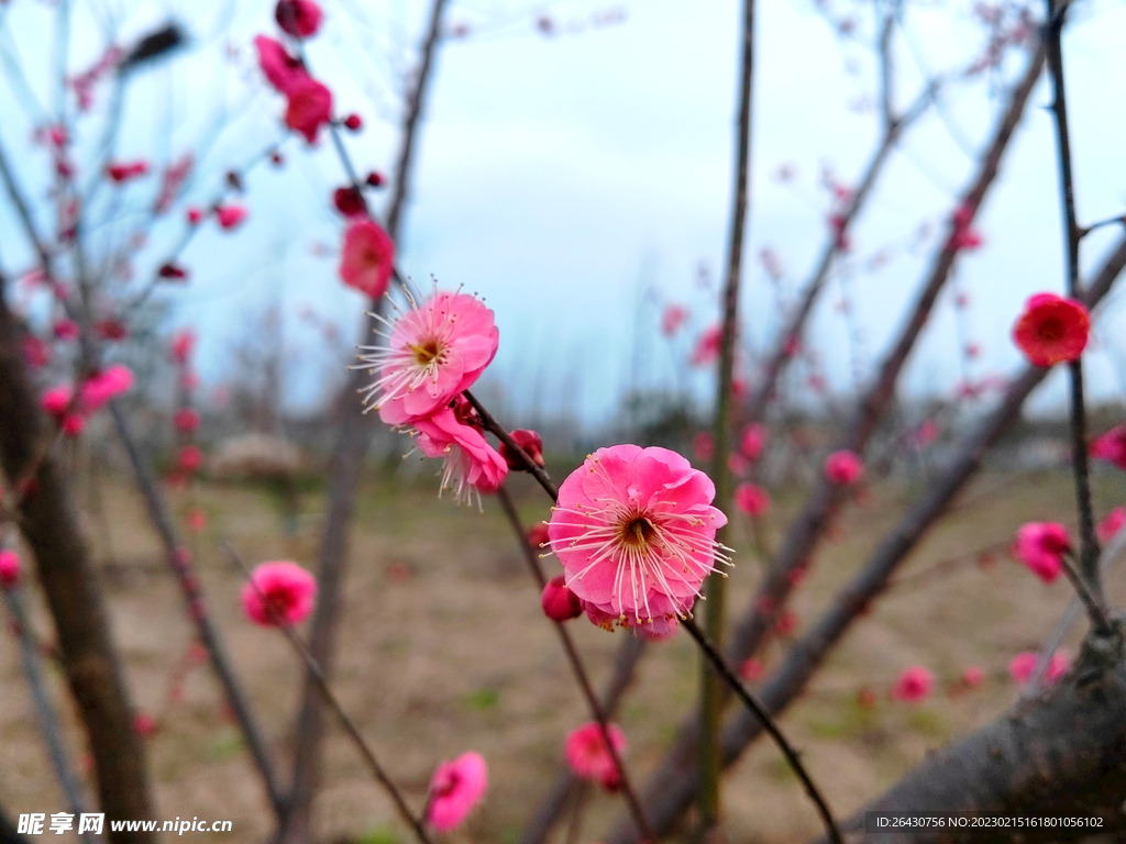 朱砂梅花