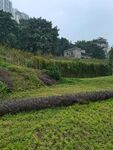 郊外户外公园植物