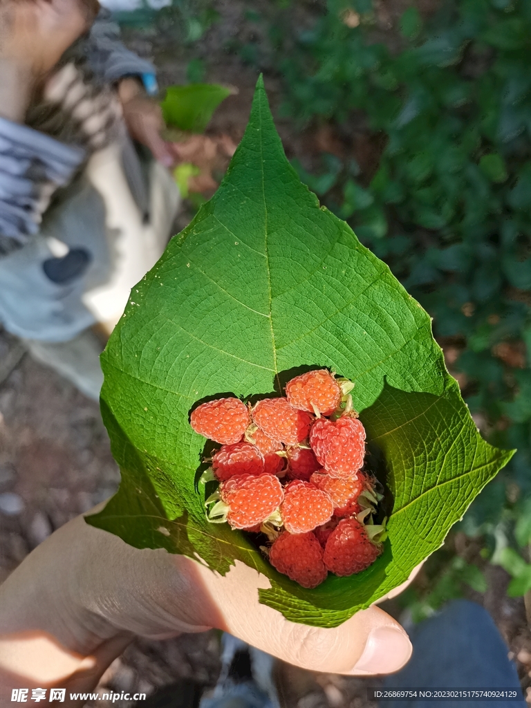 刺泡