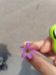 小花