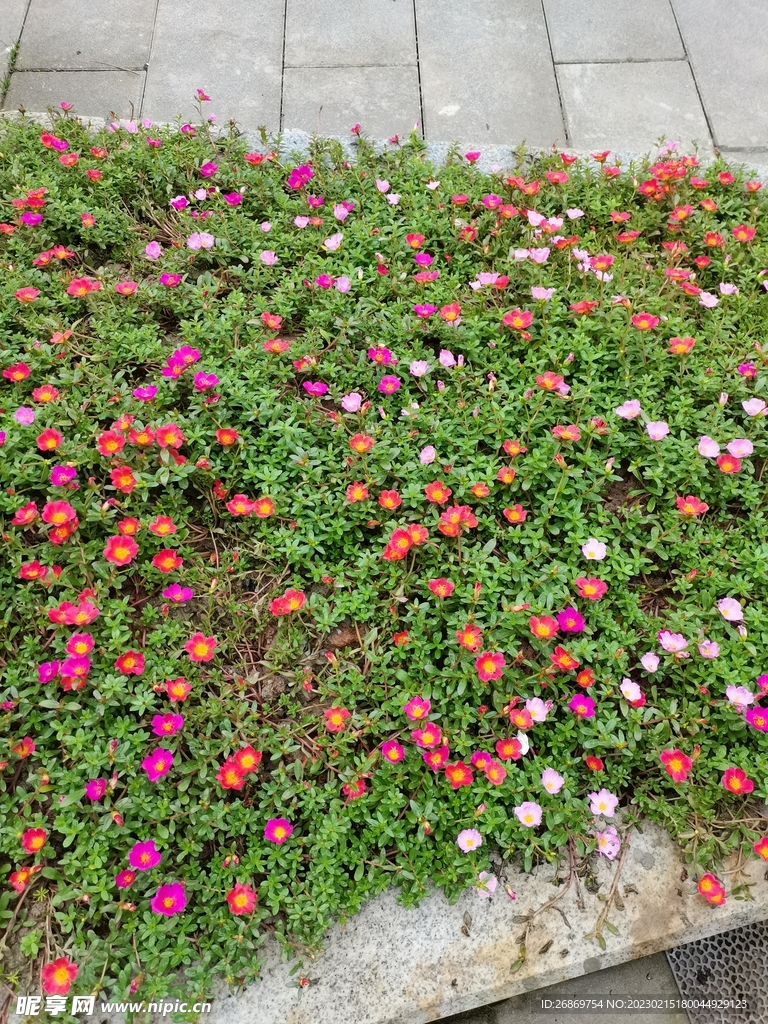 路边的小花