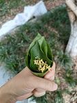 植物小品