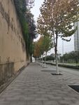 街道行道树