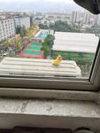 窗外的小鸟
