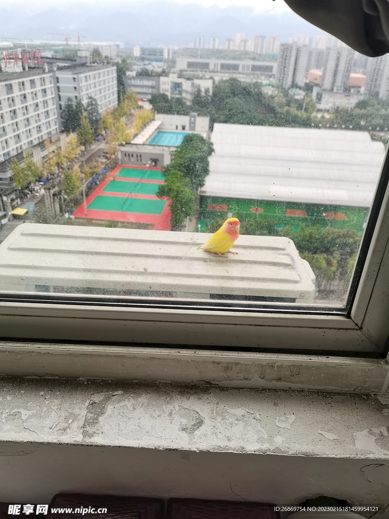 窗外的小鸟