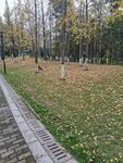 公园的银杏树