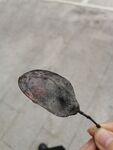 蓝花楹的种子