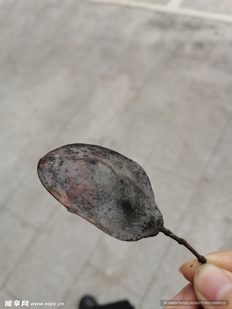 蓝花楹的种子