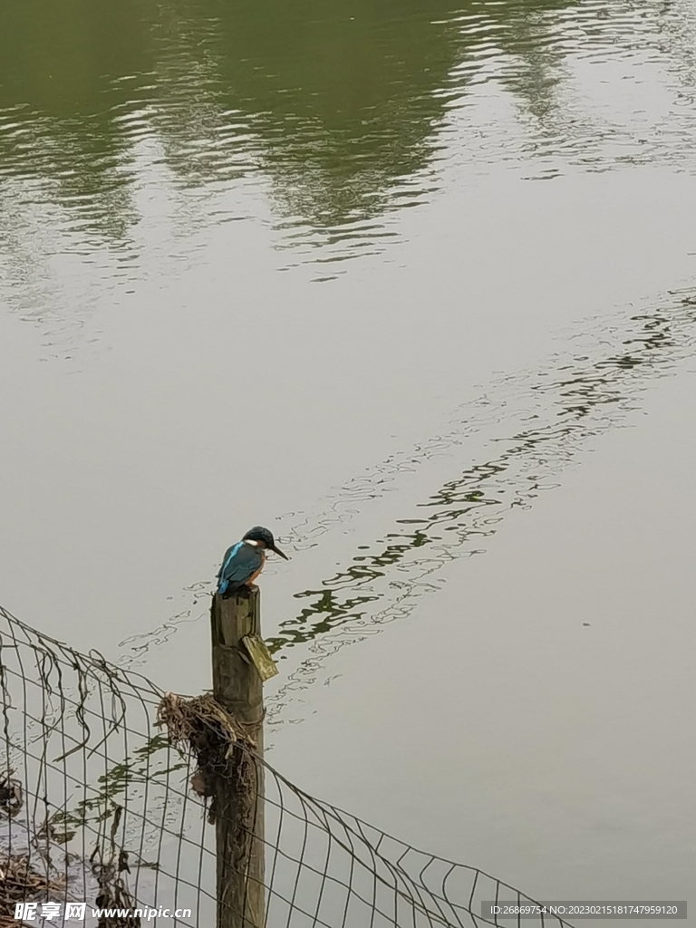 一只鸟