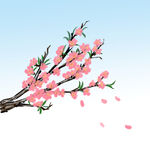  桃花 