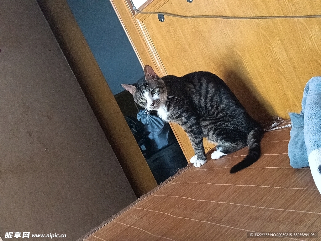 可爱的猫咪