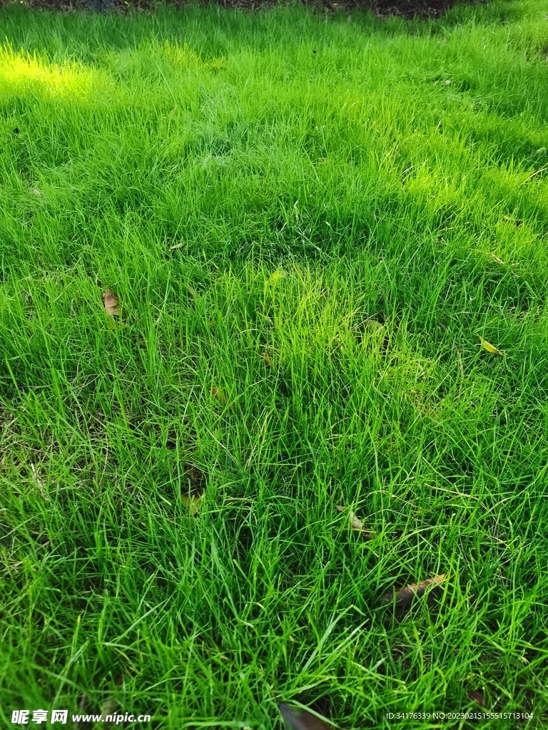 草地