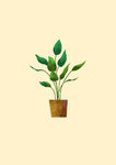 PS手绘植物盆栽插画