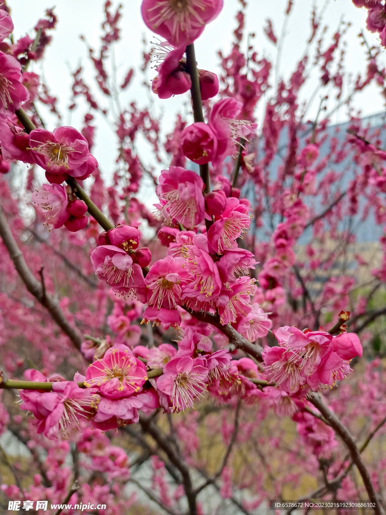 梅花