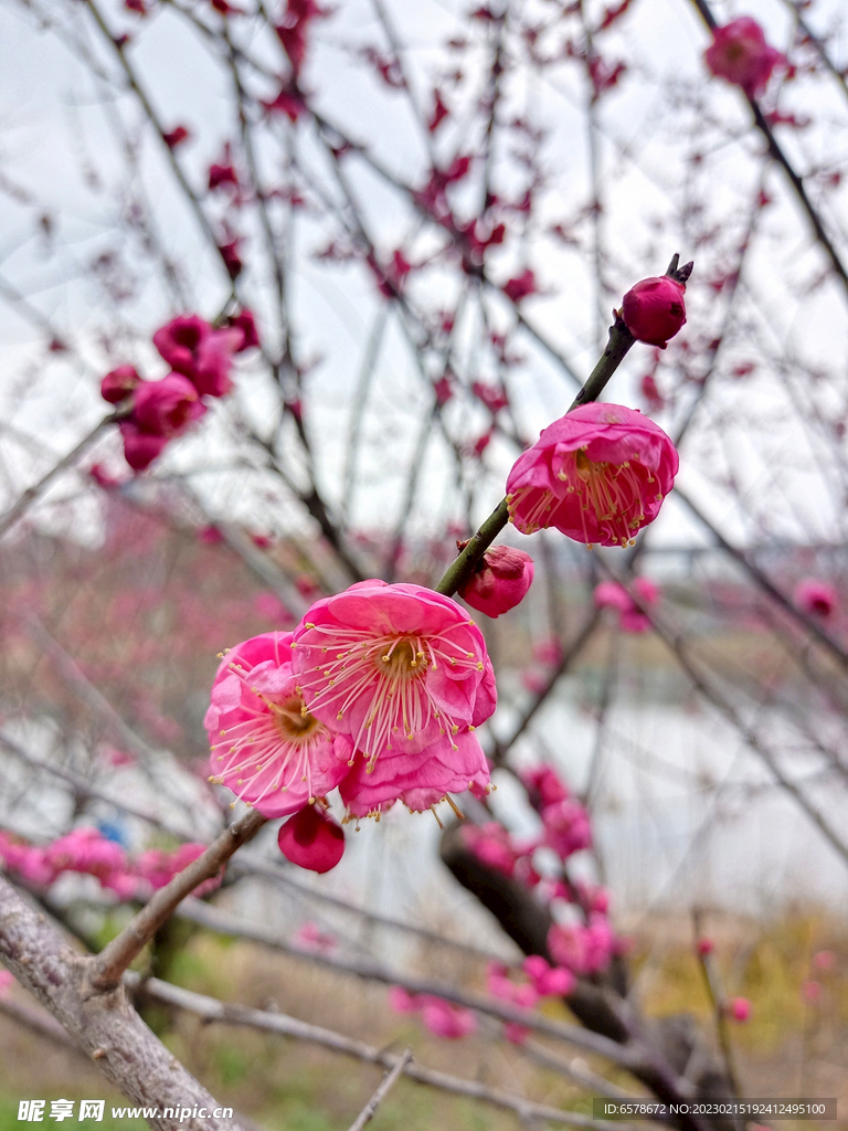 桃花梅花