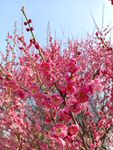 梅花