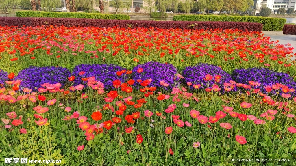 太阳花  花圃