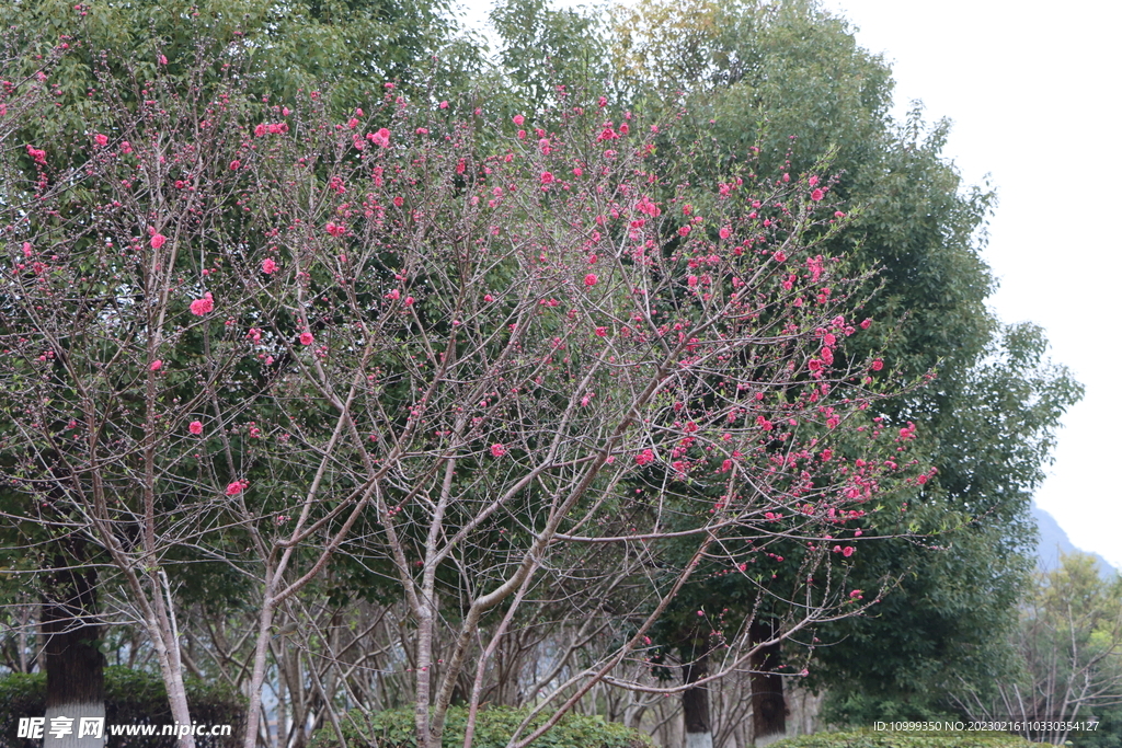 桃花