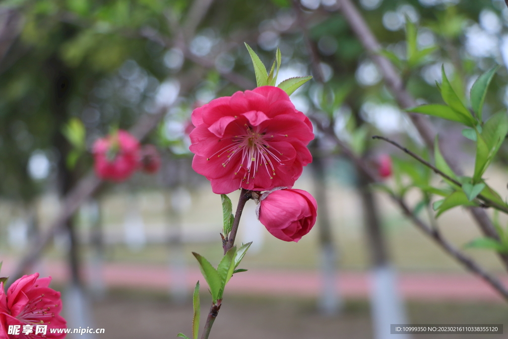 桃花