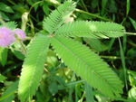 薰衣草花朵和枝叶特写高清
