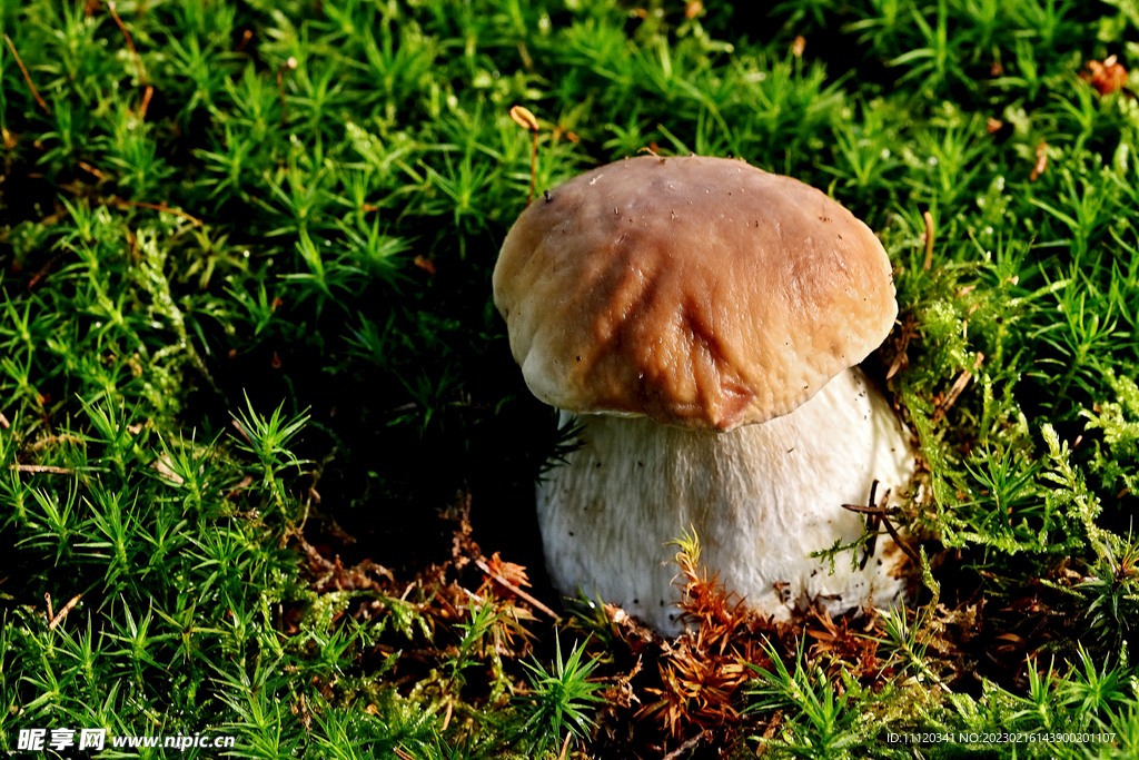 草丛中的野生蘑菇特写