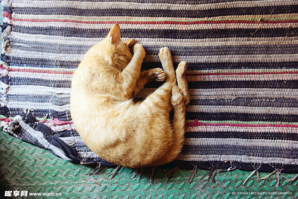 躺在毛毯上睡觉的黄猫