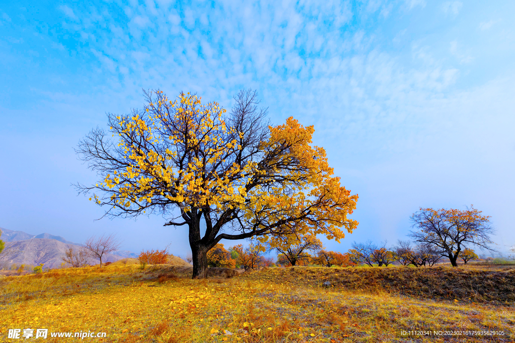 秋季蓝天下的大树和落叶