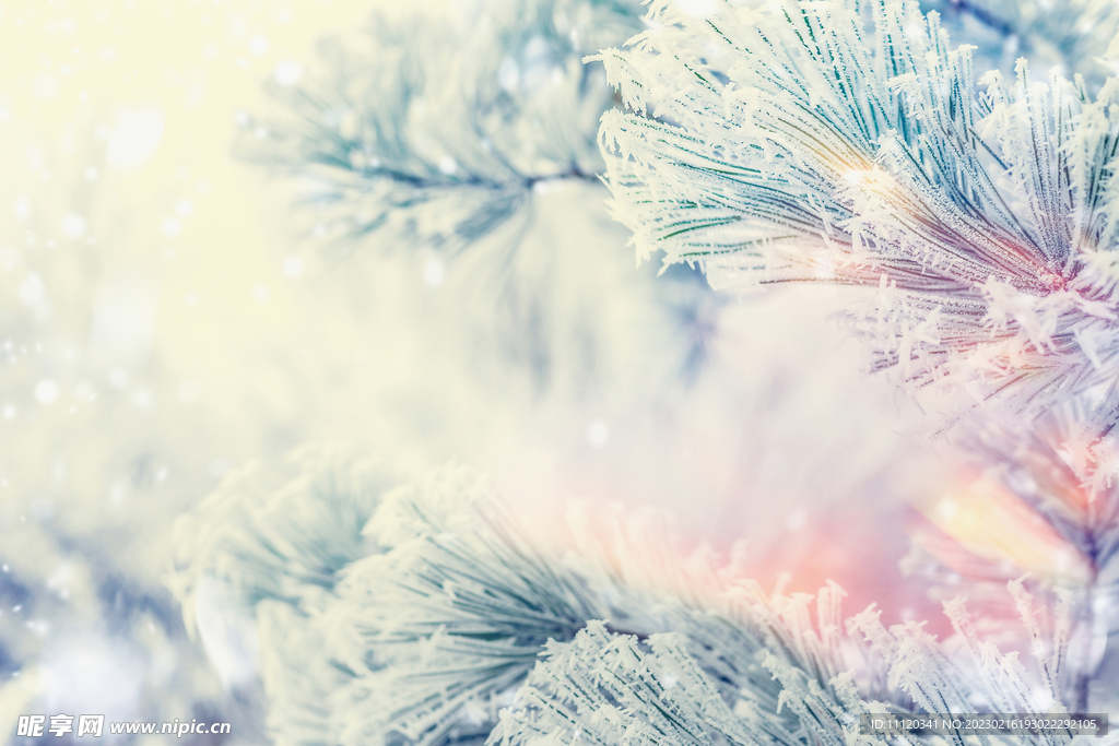 冬季雪松美丽景观