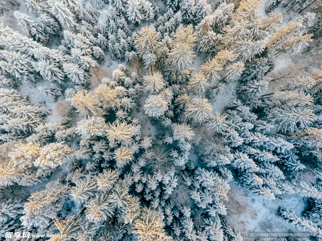 冬季雪松俯视图景观