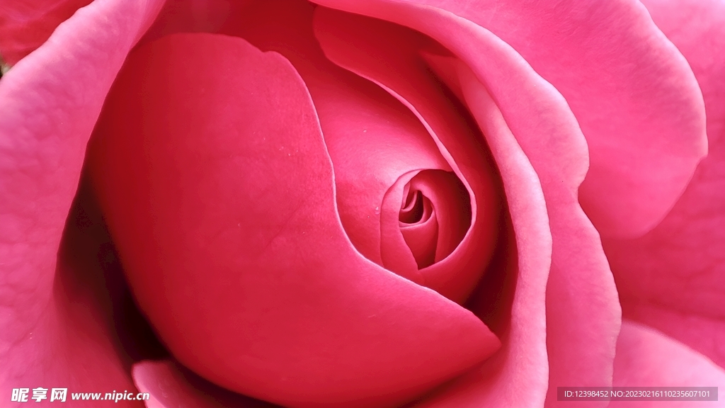 玫瑰花