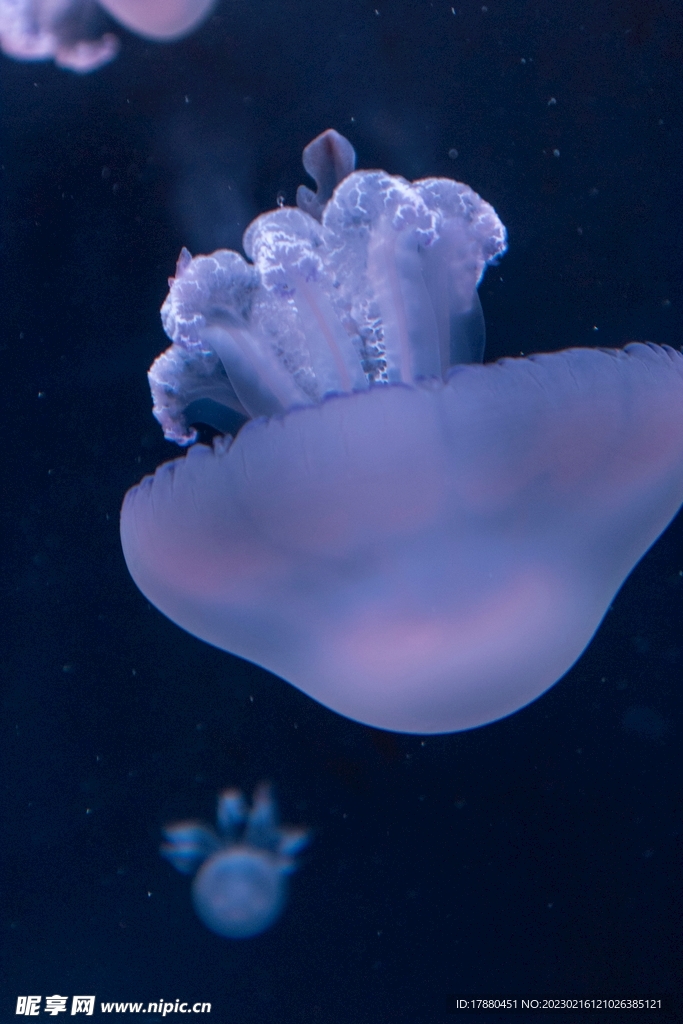 水母