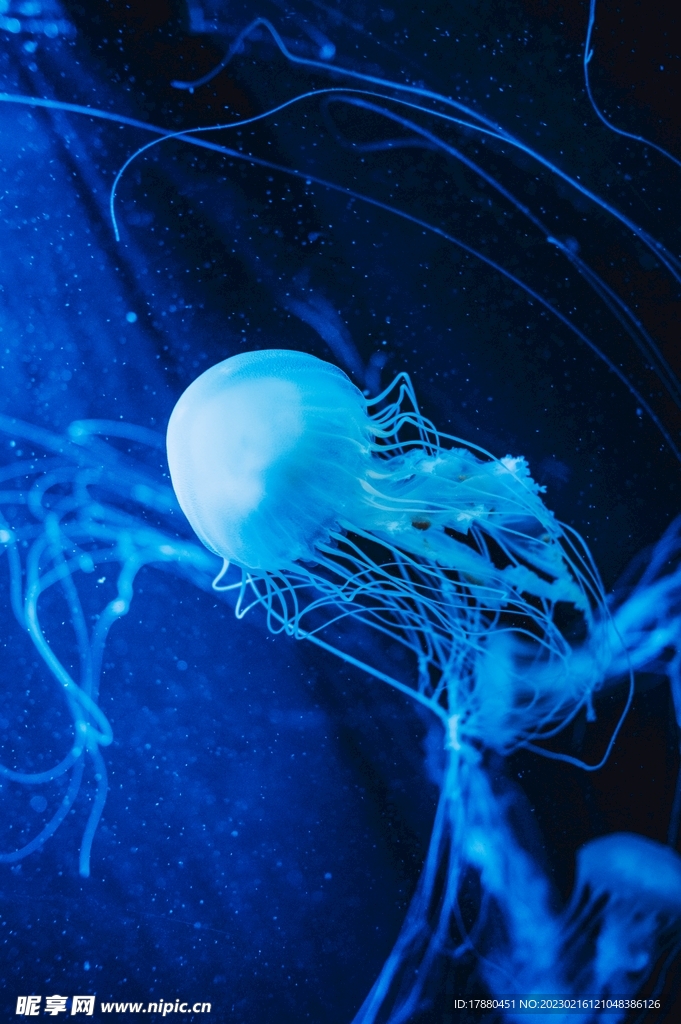 水母